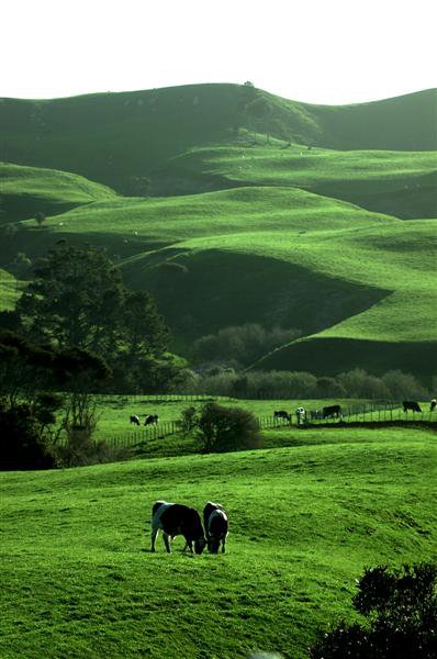 hamilton-waikato-rural-landscape